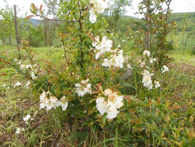 chaenomeles Nivalis - z-Dobarland 2019