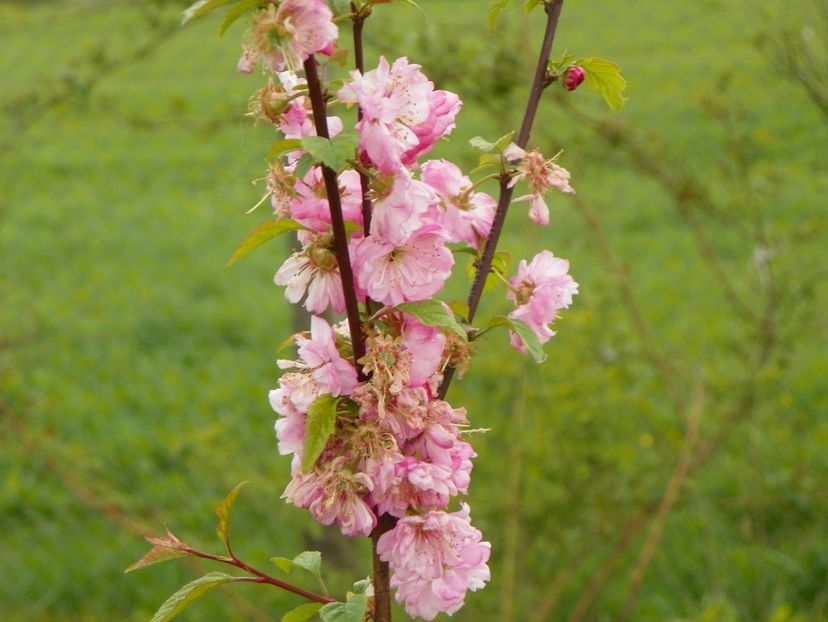 prunus triloba - z-Dobarland 2019