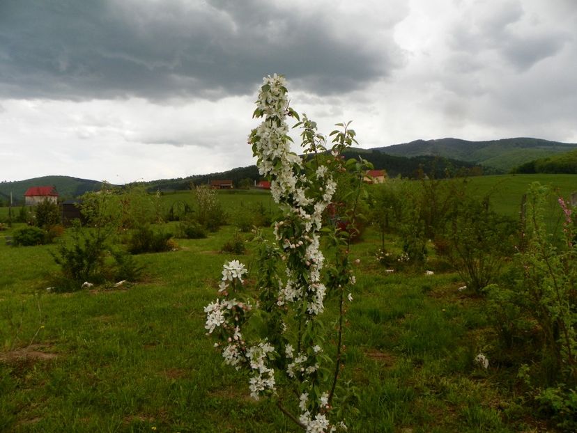 malus John Downie - z-Dobarland 2019