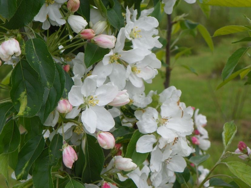 malus John Downie - z-Dobarland 2019