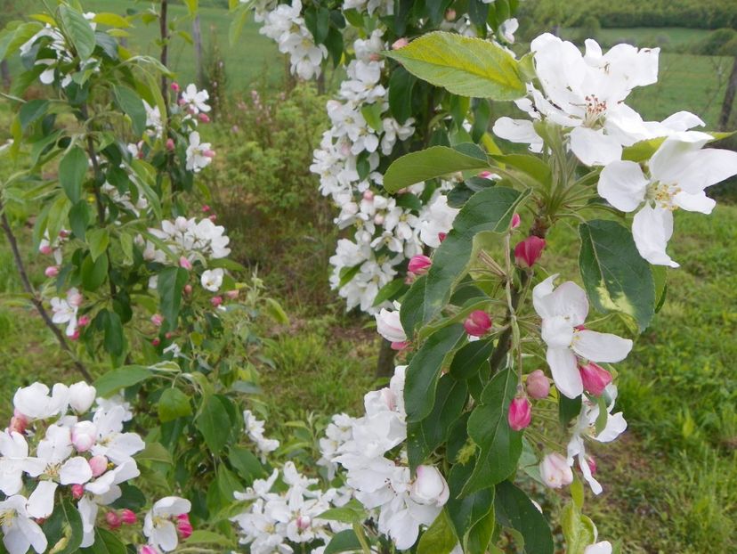 malus John Downie - z-Dobarland 2019