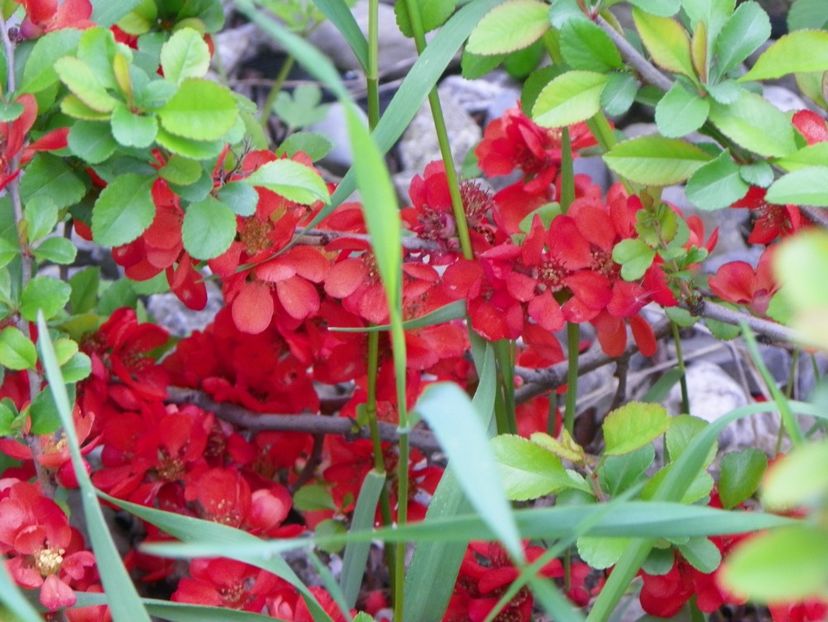 chaenomeles Fire Dance - z-Dobarland 2019