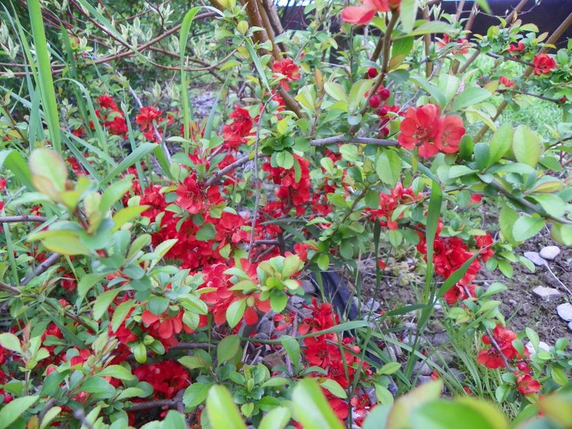 chaenomeles Fire Dance - z-Dobarland 2019