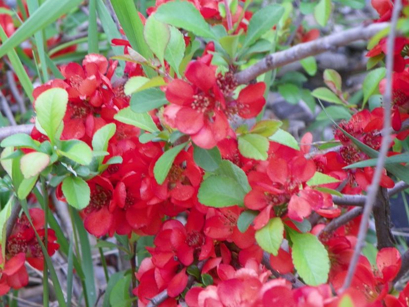 chaenomeles Fire Dance - z-Dobarland 2019