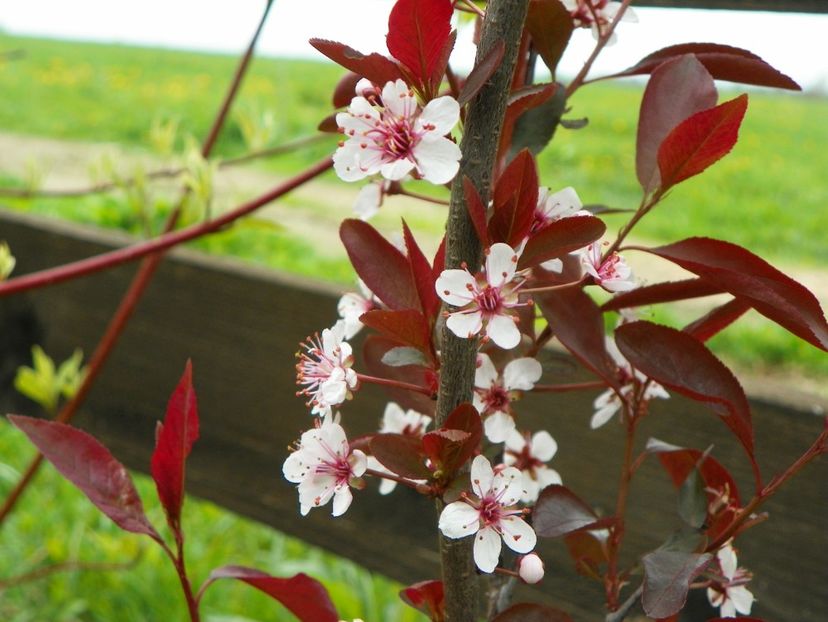 prunus cistena - z-Dobarland 2019