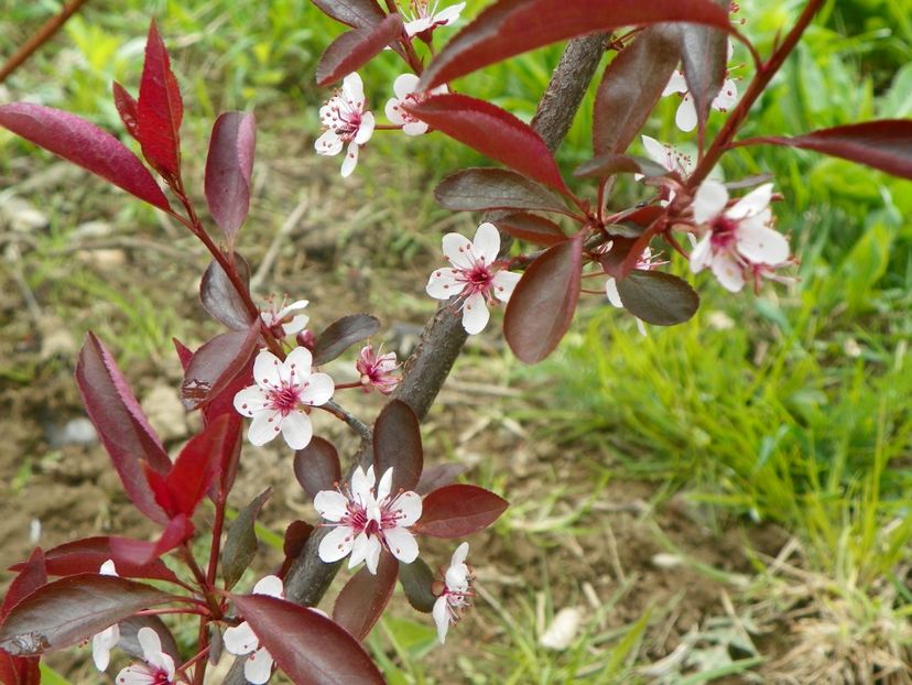 prunus cistena - z-Dobarland 2019