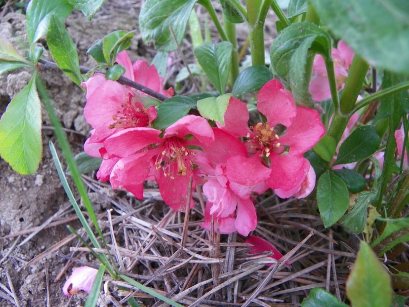 chaenomeles Pink Lady - z-Dobarland 2019