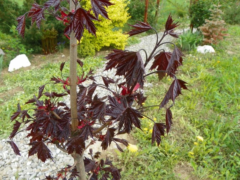 acer Crimson Sentry - z-Dobarland 2019