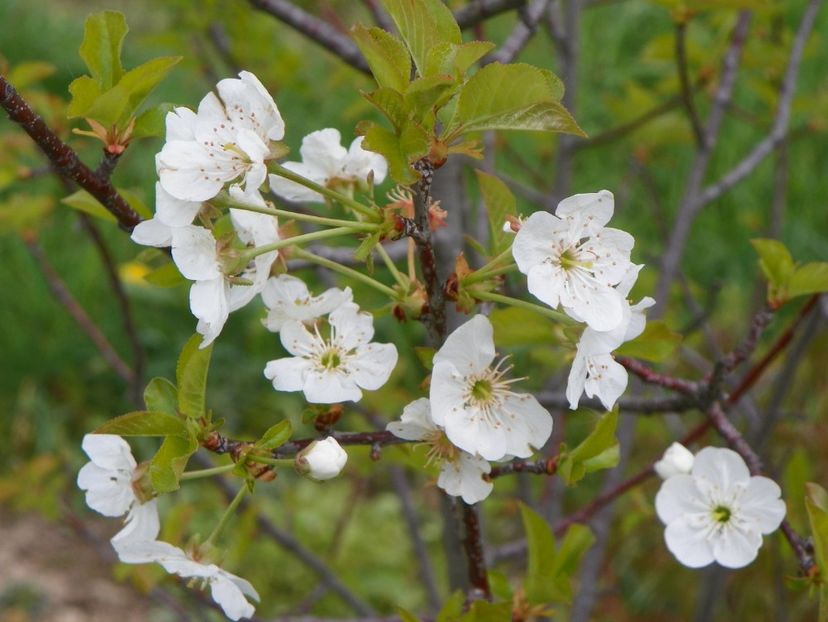 prunus cerasifera - z-Dobarland 2019