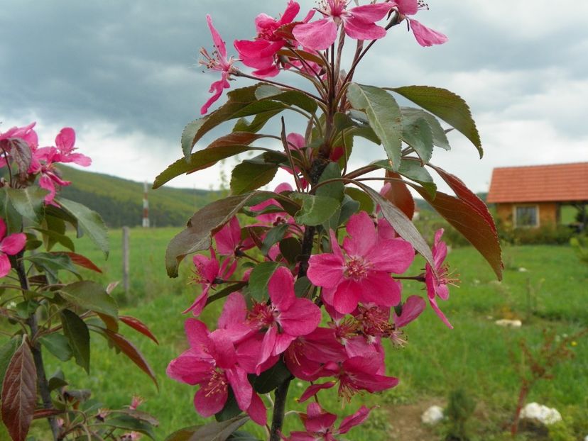 malus floribunda - z-Dobarland 2019
