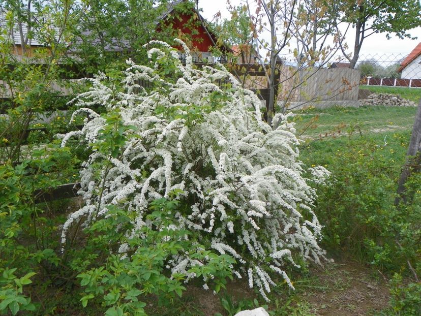 spiraea Grefsheim - z-Dobarland 2019