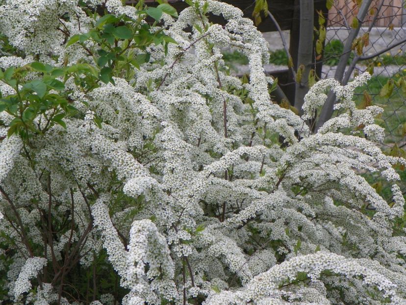 spiraea Grefsheim - z-Dobarland 2019