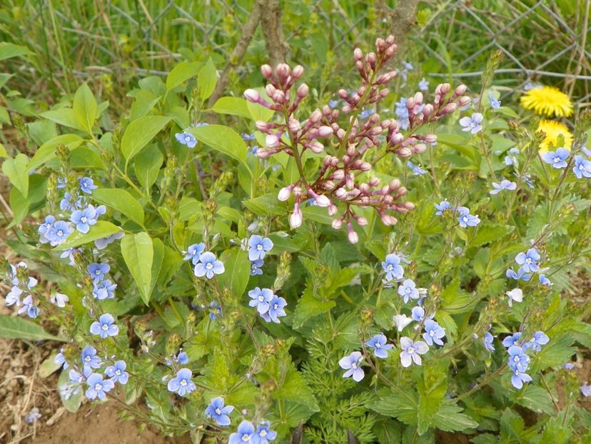 veronica chamaedrys si syringa chinensis - z-Dobarland 2019