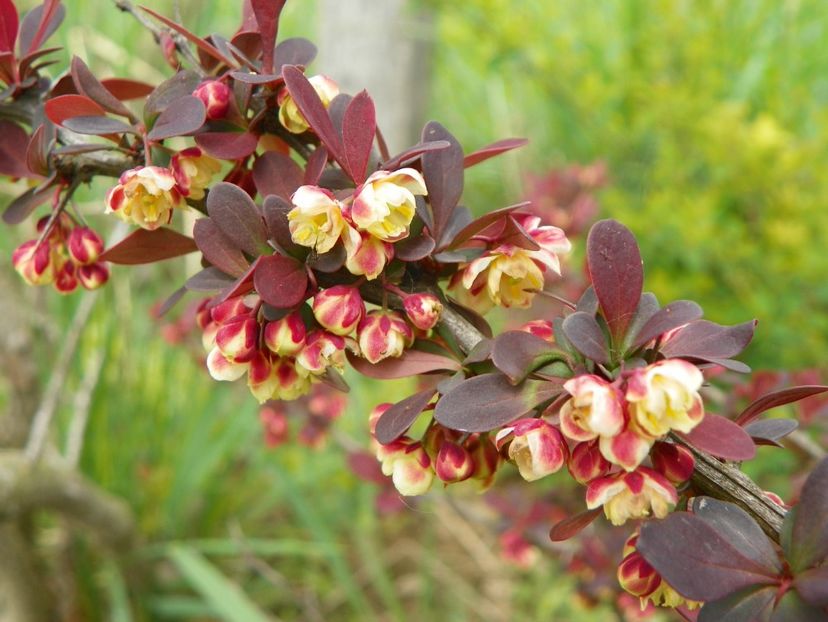 berberis Golden Ring - z-Dobarland 2019