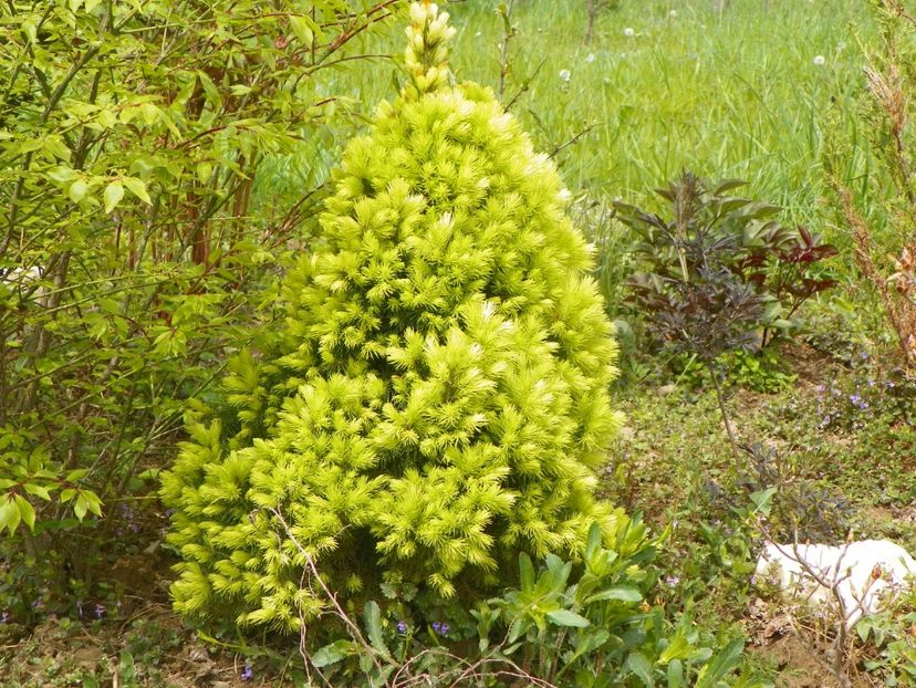 picea Daisy White - z-Dobarland 2019