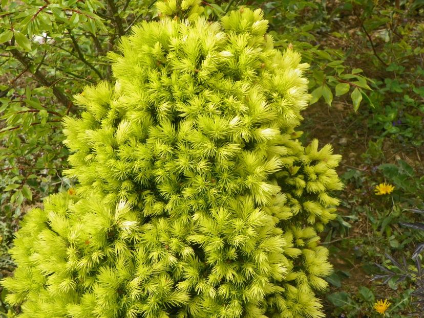 picea Daisy White - z-Dobarland 2019