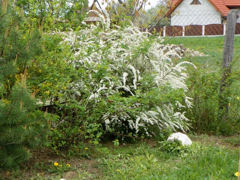 spiraea Grefsheim - z-Dobarland 2019
