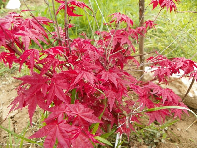 acer palm. Beni Maiko - z-Dobarland 2019