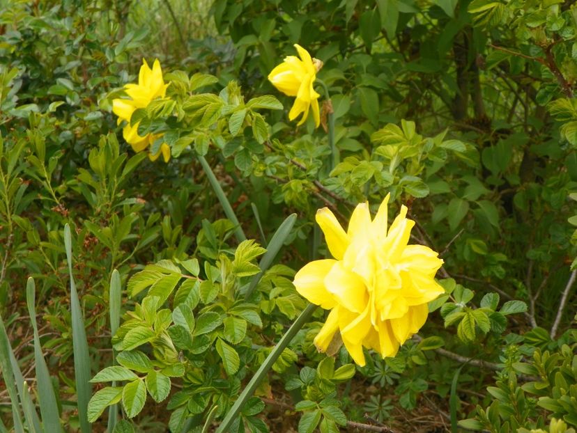 narcise Dick Wilden - z-Dobarland 2019