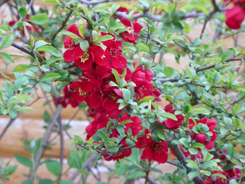 chaenomeles Crimson and Gold - z-Dobarland 2019