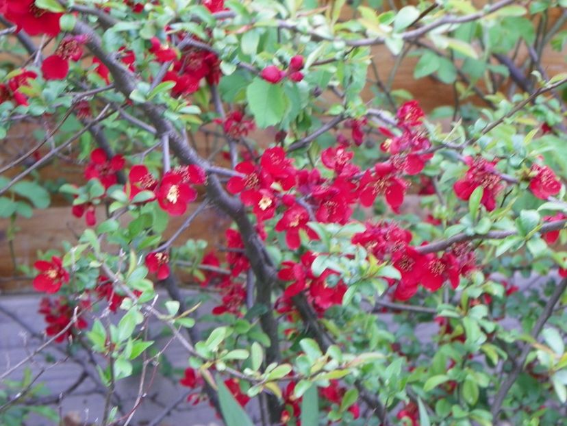chaenomeles Crimson and Gold - z-Dobarland 2019
