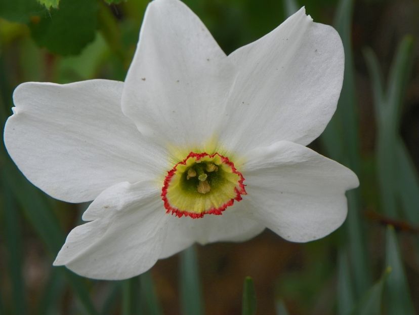 narcissus poeticus - z-Dobarland 2019