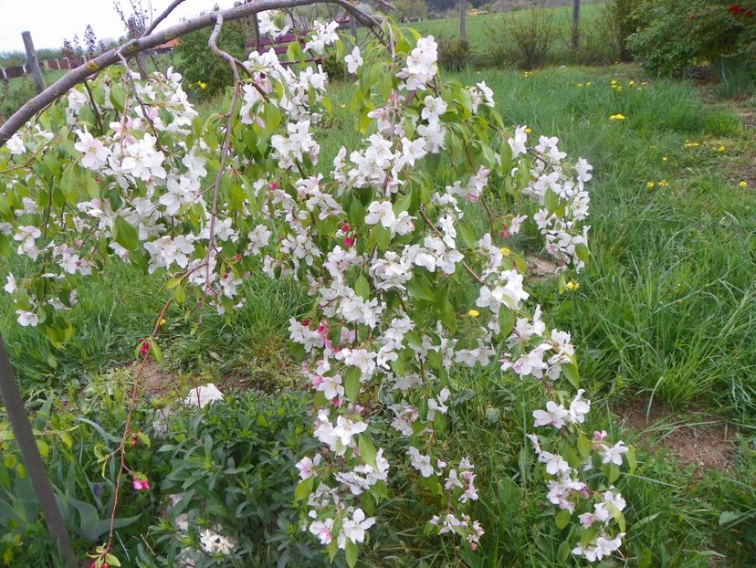 malus Sun Rival - z-Dobarland 2019
