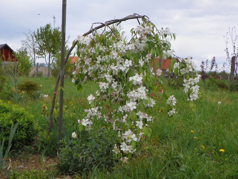 malus Sun Rival - z-Dobarland 2019