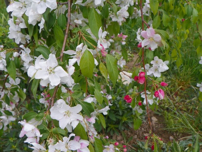 malus Sun Rival - z-Dobarland 2019