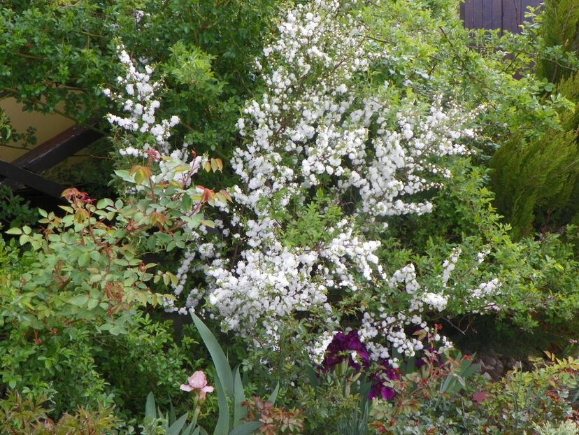 prunus glandulosa Alba Plena - z-Dobarland 2019