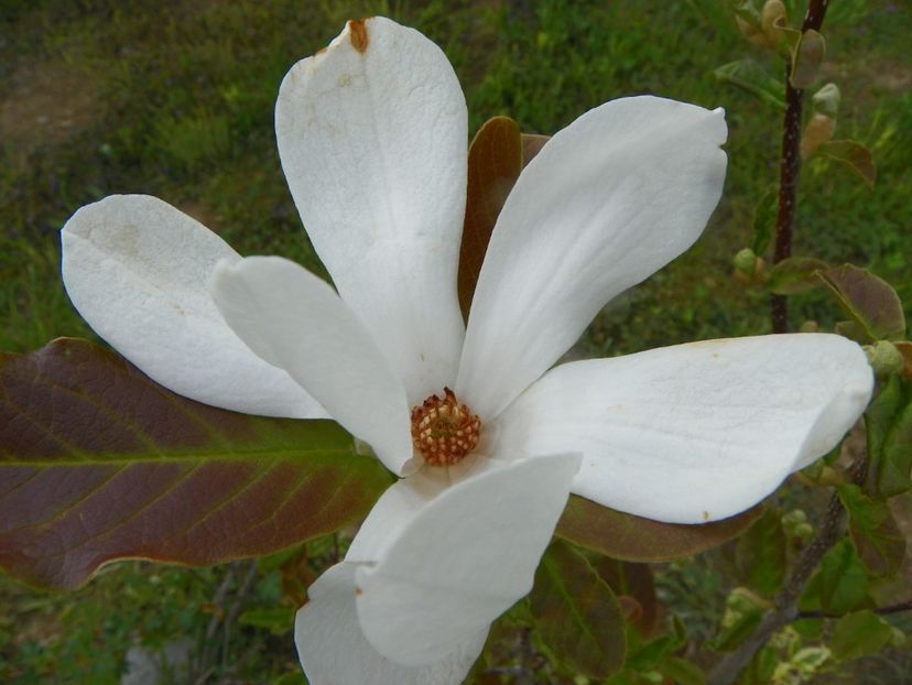 magnolia kobus - z-Dobarland 2019