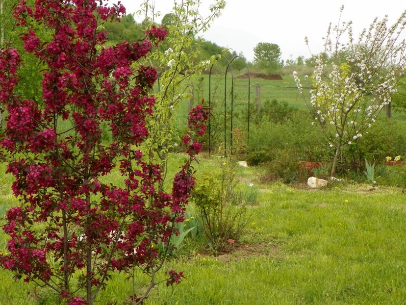 malus Royalty - z-Dobarland 2019