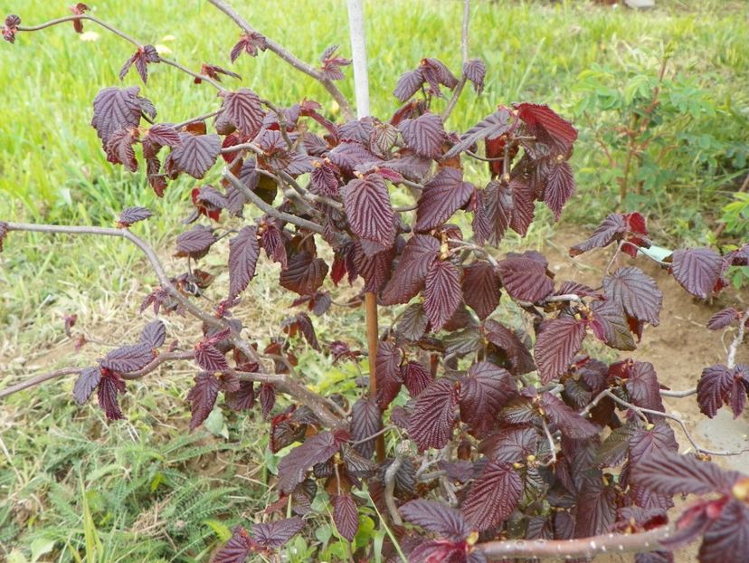corylus contorta Red Majestic - z-Dobarland 2019