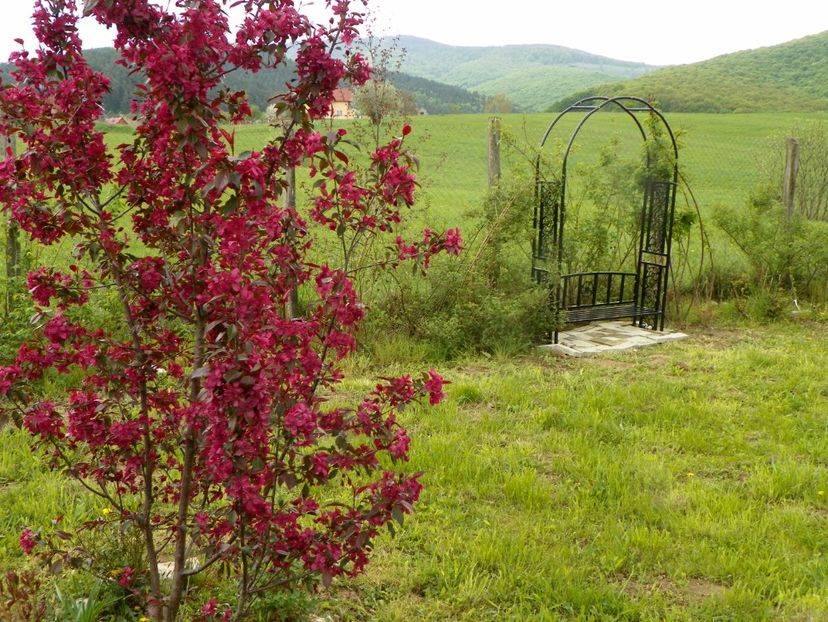 malus Royalty - z-Dobarland 2019