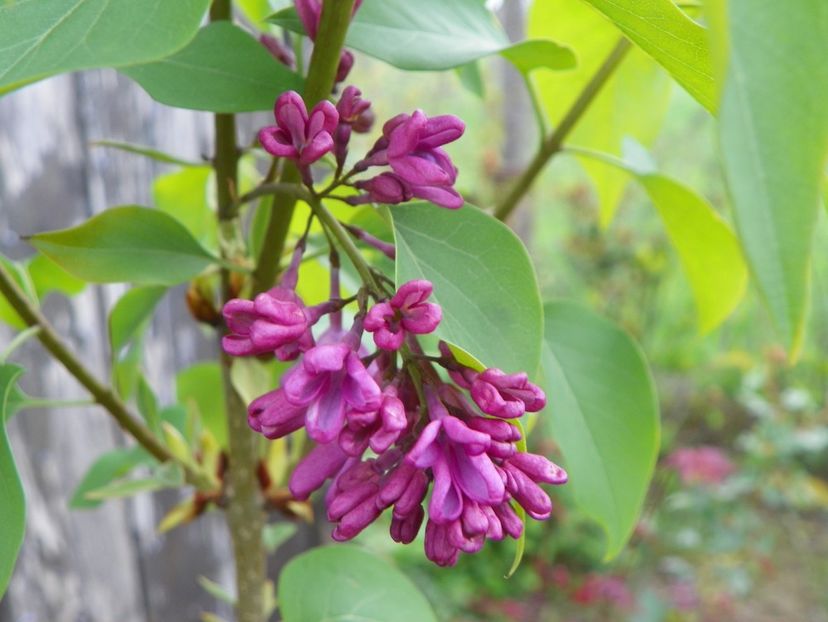 syringa Esther Staley - z-Dobarland 2019