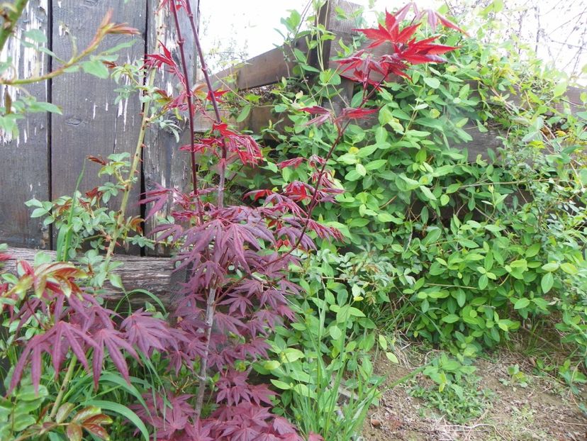 acer palmatum Atropurpureum - z-Dobarland 2019
