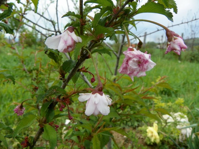 prunus incisa Mikinori - z-Dobarland 2019