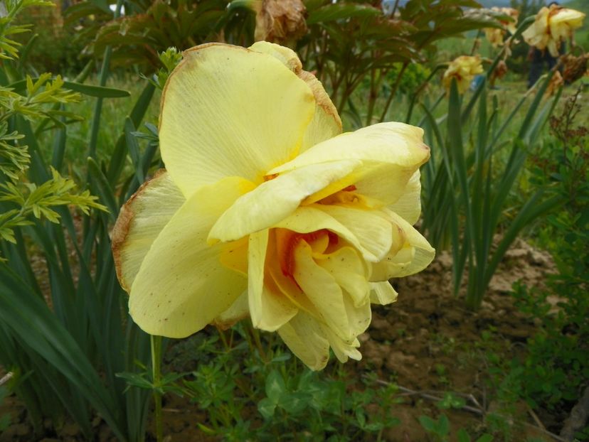 narcisa Tahiti - z-Dobarland 2019