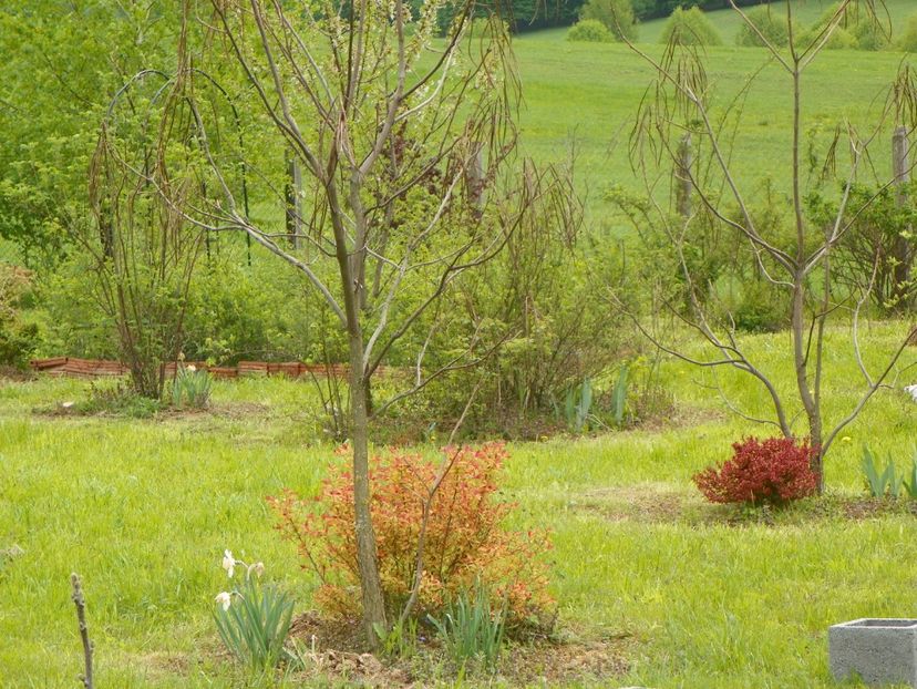 4 mai (119) - z-Dobarland 2019