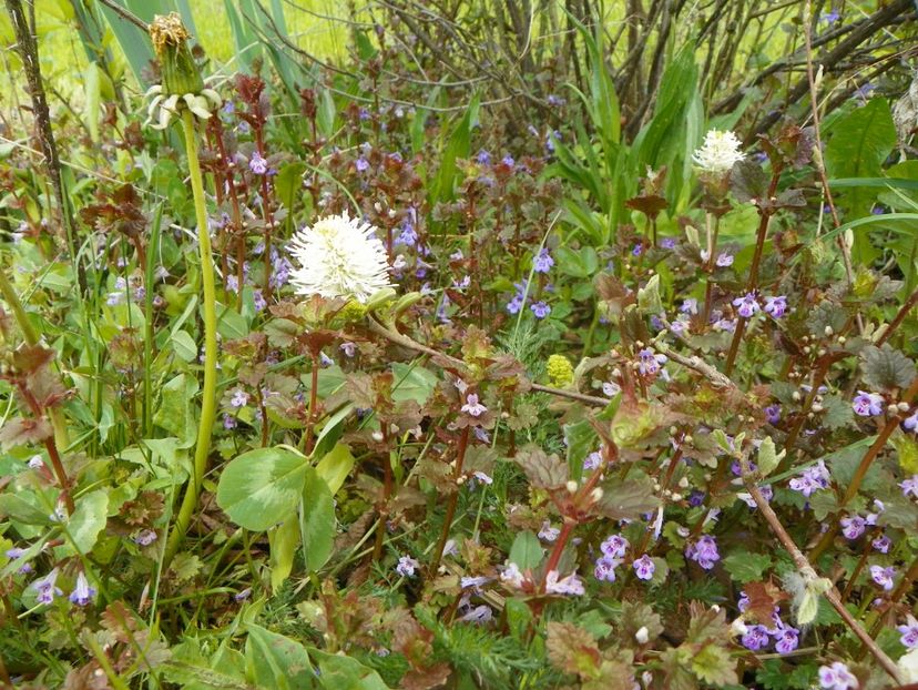 fothergilla major si ajuga - z-Dobarland 2019