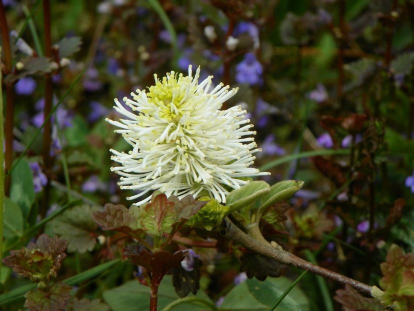 fothergilla major - z-Dobarland 2019