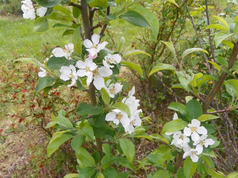 malus Red Sentinel - z-Dobarland 2019