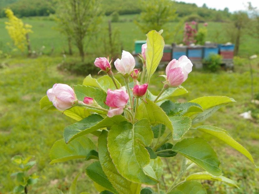 malus Red Sentinel - z-Dobarland 2019