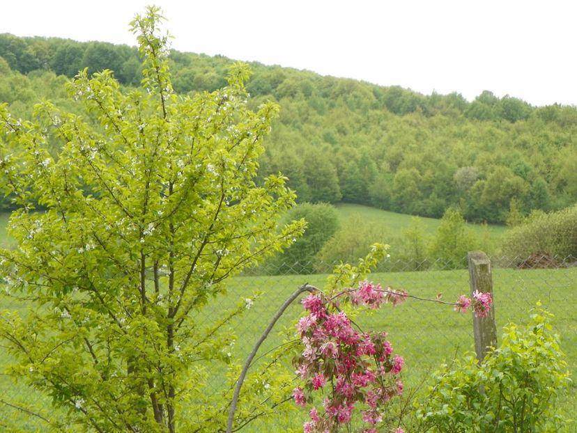 malus Cheal's Weeping - z-Dobarland 2019