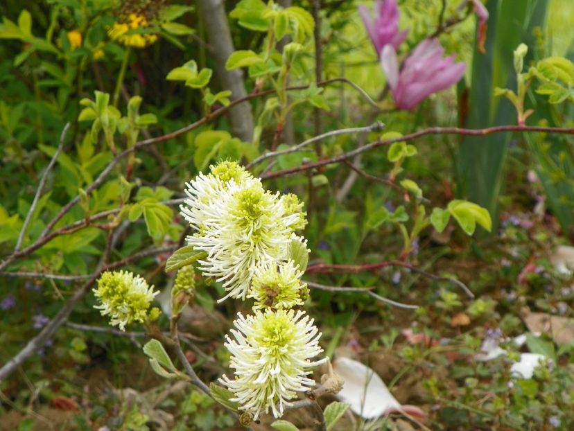 fothergilla Blue Shadow - z-Dobarland 2019