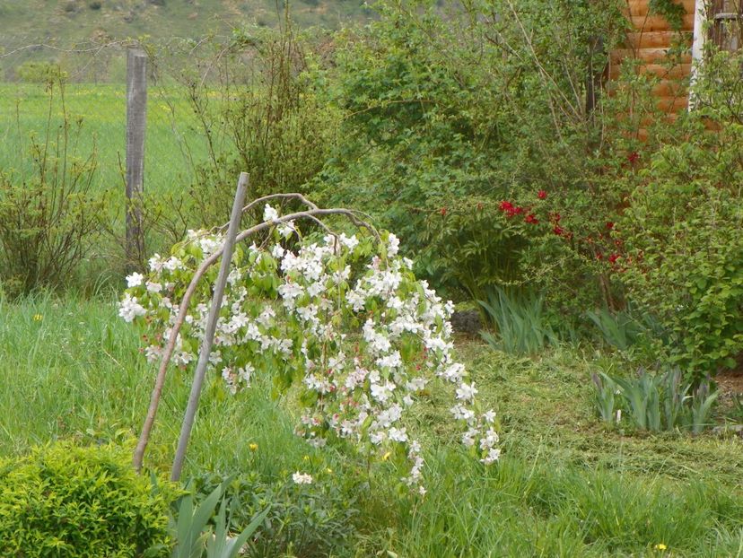 malus Sun Rival - z-Dobarland 2019