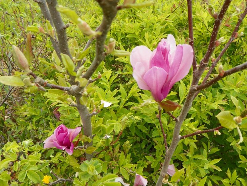 magnolia Leonard Messel - z-Dobarland 2019