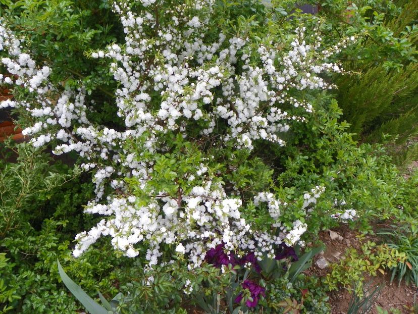 prunus glandulosa Alba Plena - z-Dobarland 2019