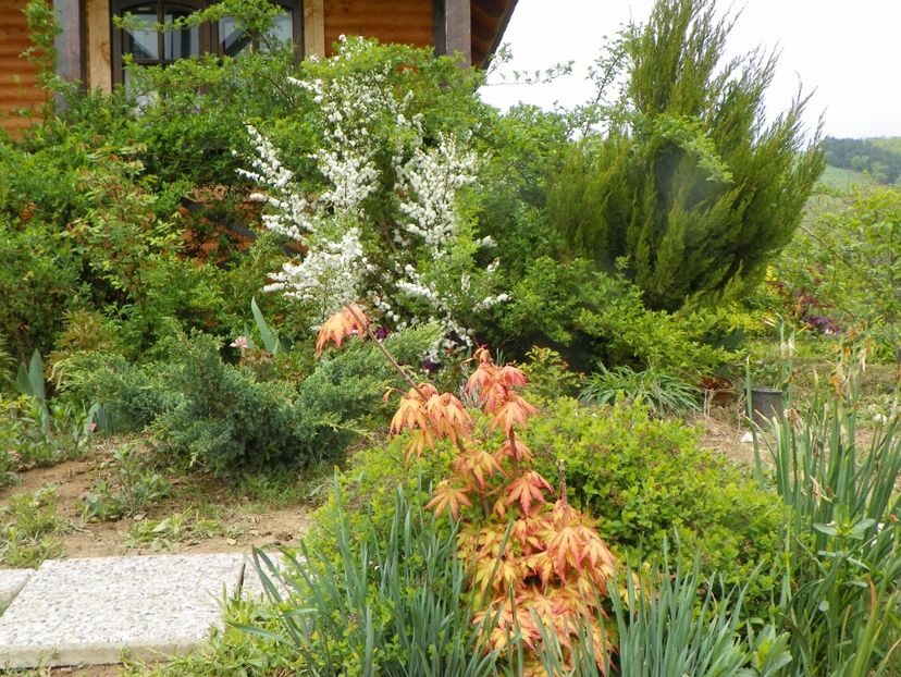 acer palm. Sangokaku - z-Dobarland 2019