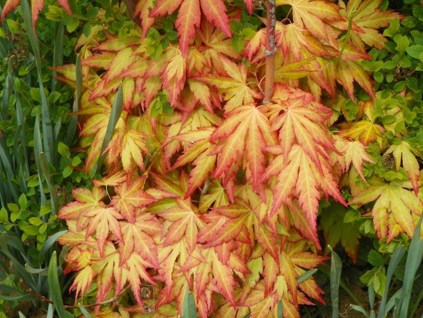 acer palm. Sangokaku - z-Dobarland 2019